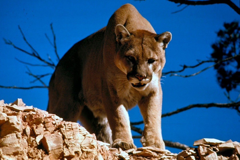 cougar-718092