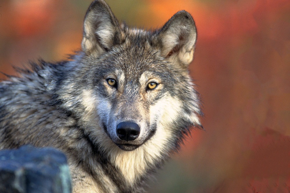 wolf-62898